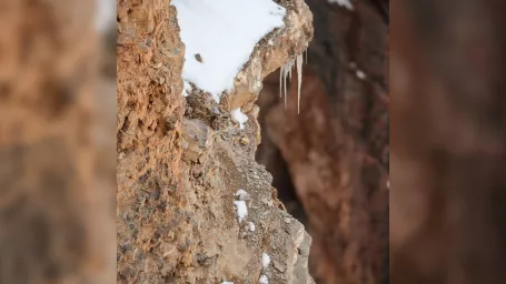 Vidíte ukrytého snežného leoparda?