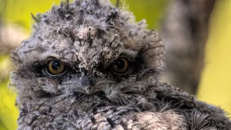 Frogmouth 