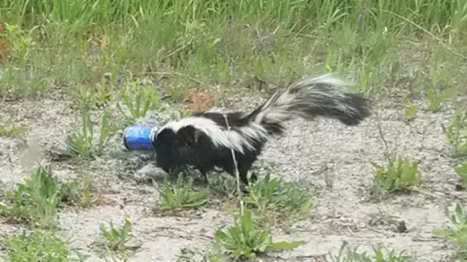 Skunk, ktorý potreboval pomôcť.