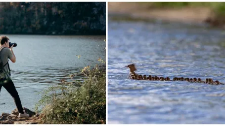 Rozkošný záber s kačiatkami 