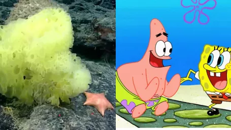 SpongeBoba a Patricka objavila kamera hlboko v Atlantickom oceáne.