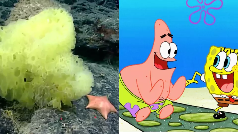 SpongeBoba a Patricka objavila kamera hlboko v Atlantickom oceáne.