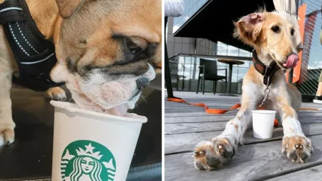 Puppuccino.