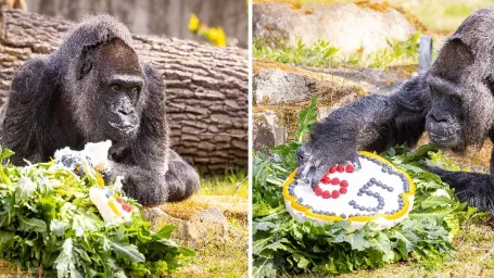 Fatou žije od roku 1959 v berlínskej zoologickej záhrade.