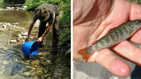 Zarybňovanie tatranských potokov sa deje každý rok