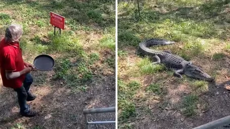 Krčmár urobil s krokodílom rýchly proces.