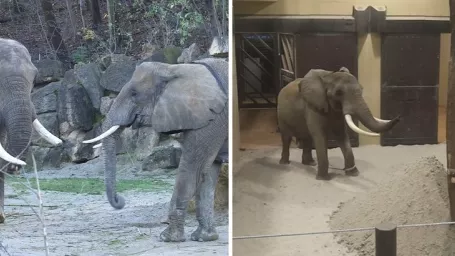 Zoologická záhrada v Bojniciach sa môže pochváliť ďalším významných krokom v chove slonov.