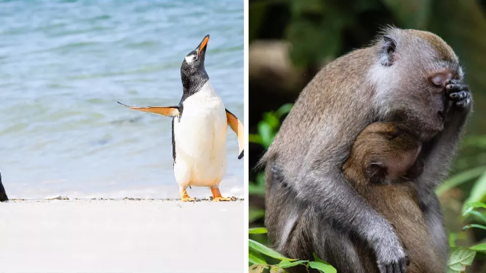 Finalisti súťaže Comedy Wildlife Photo Award 2022.