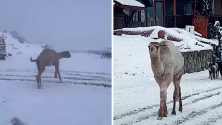 Ťava menom Albert si na mierne podnebie zvykla bravúrne.