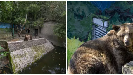 Medveď Félix v bratislavskej ZOO