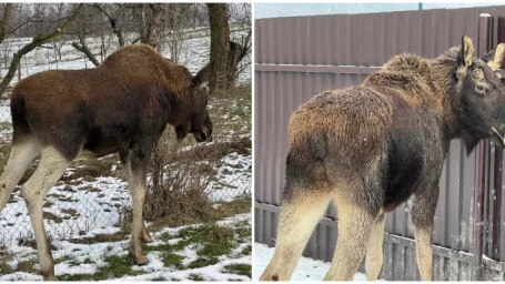 Los na záhrade v obci Vechec