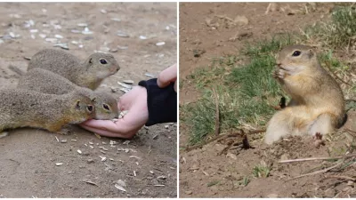 Zvieratká sa už zrejme tiež nevedia dočkať jari.