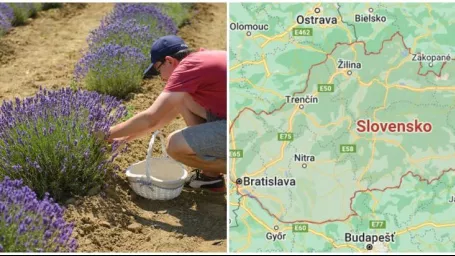 Voňavá rastlinka sa dá využiť v kuchyni i v domácej lekárničke.