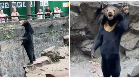 Medveď malajský v čínskej zoo.