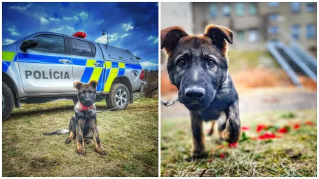 Nitrianska polícia má novú štvornohú posilu.