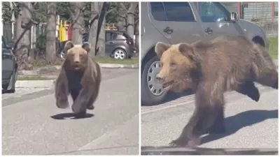 Medveď v Liptovskom Mikuláši.