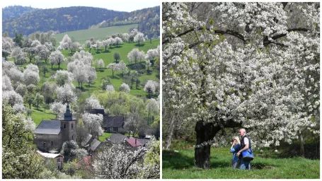 V obci kvitne niekoľko tisíc čerešňových stromov, ktoré boli vysadené po prvej svetovej vojne.