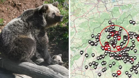 Ilustračná fotografia / Interaktívna mapa výskytu medveďa hnedého