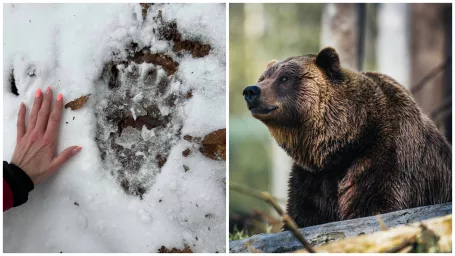 Zábery z Kysúc, kde sa pohybuje medvedica s mladými / Ilustračná fotografia