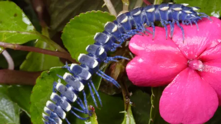 Blue Cloud Forest Millipede (Pararhachistes potosinus)