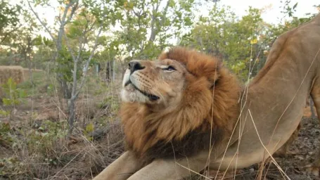 Cirkusové levy, ktoré si zobrala pod krídla organizácia ADI, mali šťastie.