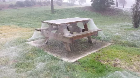 Celý park zahalený pavučinami vyzerá naozaj tajomne.