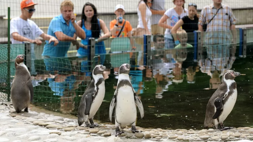 Košická zoo.