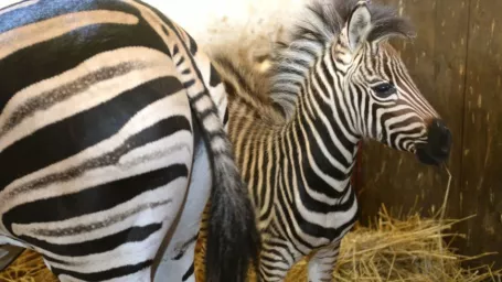 V košickej ZOO sa narodilo mláďa zebry, o prírastok sa postaral pár zebier Chapmanových samica Alma a samec Bruno. Samica Alma sa narodila v košickej ZOO v roku 2005. Samec Bruno pochádza z belgického Safari Monde Sauvagea a má deväť rokov. Na snímke vpravo mláďa zebry. Košice, 26. septembra 2016.