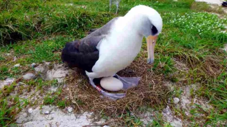 Na snímke samička albatrosa laysanského, ktorá má podľa odhadu amerických biológov 66 rokov - čaká opäť mláďa