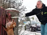 Líška hrdzavá (Vulpes vulpes) sa netradične zachytila s ulovenou sliepkou na plote rodinného domu na Vinianskej ceste v Michalovciach 5. januára 2017.