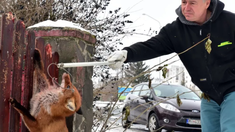 Líška hrdzavá (Vulpes vulpes) sa netradične zachytila s ulovenou sliepkou na plote rodinného domu na Vinianskej ceste v Michalovciach 5. januára 2017.