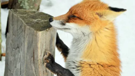 Líška hrdzavá alebo aj líška obyčajná (Vulpes vulpes) je atrakciou Rainerovej chaty vo Vysokých Tatrách. Lákajú ju tam turisti, ktorí jú kŕmia rozličnými dobrotami. Táto, u nás najrozšírenejšia divoko žijúca psovitá šelma, stratila svoju prirodzenú plachosť a pravidelne navštevuje okolie chaty. Vysoké Tatry, 18. januára 2015.