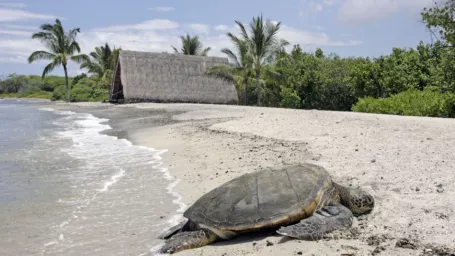 Na snímke morská korytnačka na havajskej pláži v meste Kailua na Honolulu 7. augusta 2014. Hurikán Iselle, ktorého okraje priniesli v noci na dnes dážď a vietor na Havajské ostrovy, by sa mal stať prvým hurikánom alebo tropickou búrkou, ktorá zasiahne toto súostrovie za 22 rokov. 